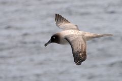 10A Brown Antarctic Skua Bird From The Quark Expeditions Cruise Ship In The Drake Passage Sailing To Antarctica